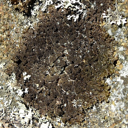 Melanelixia fuliginosa