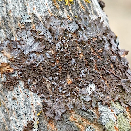 Melanohalea exasperata