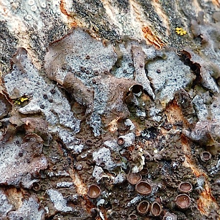 Melanohalea exasperata