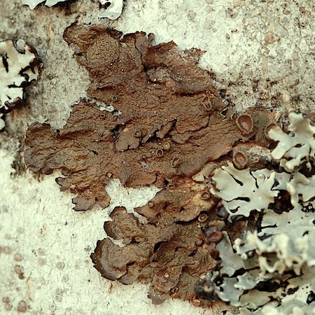 Melanohalea olivacea