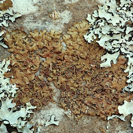 Melanohalea olivacea