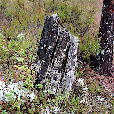 Carbonicola anthracophila