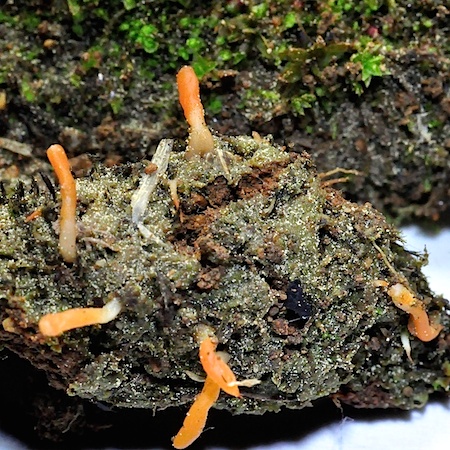 Multiclavula vernalis