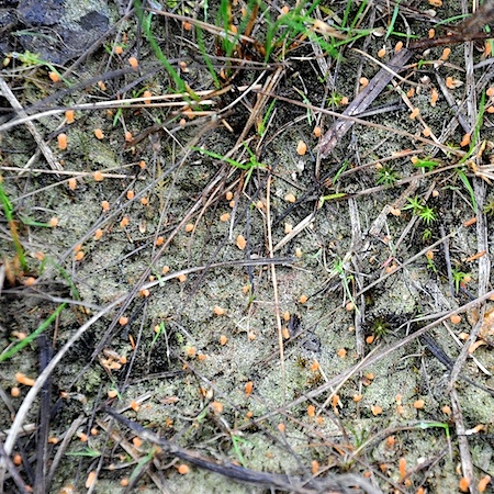 Multiclavula vernalis