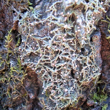 Mycobilimbia carneoalbida