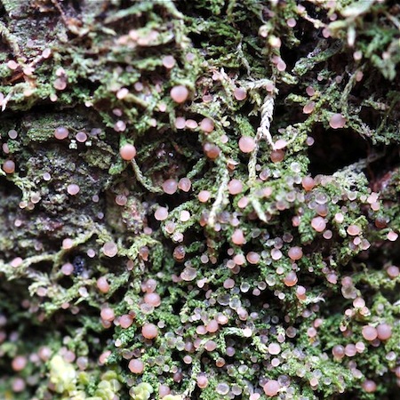 Mycobilimbia carneoalbida