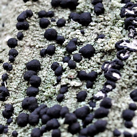 Mycoblastus sanguinarius