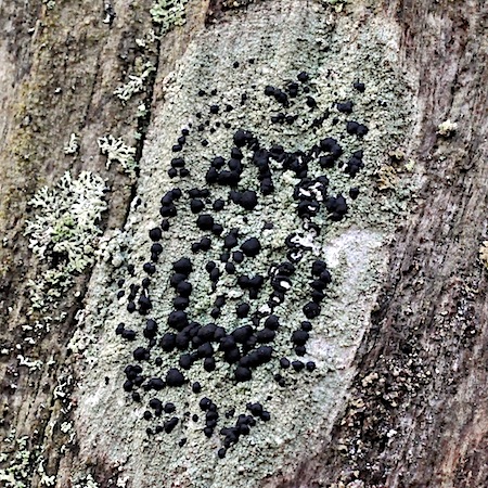 Mycoblastus sanguinarius