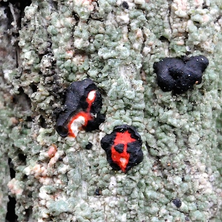 Mycoblastus sanguinarius