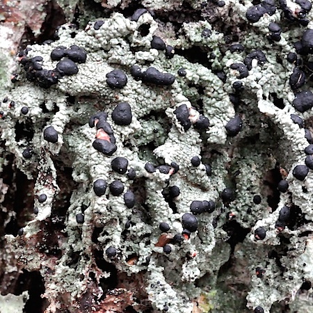 Mycoblastus sanguinarius