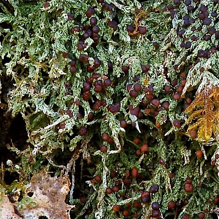 Mycobilimbia tetramera