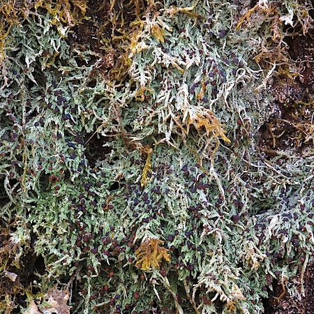 Mycobilimbia tetramera