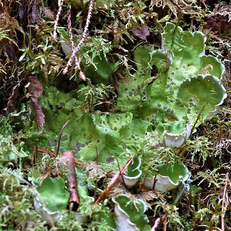 Nephroma arcticum