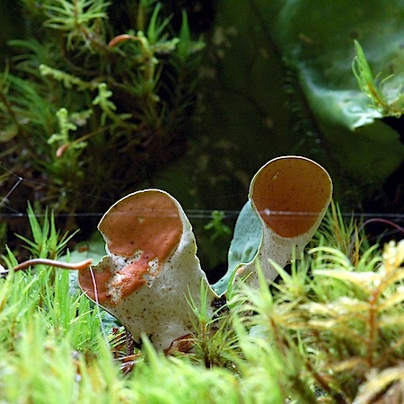 Nephroma arcticum