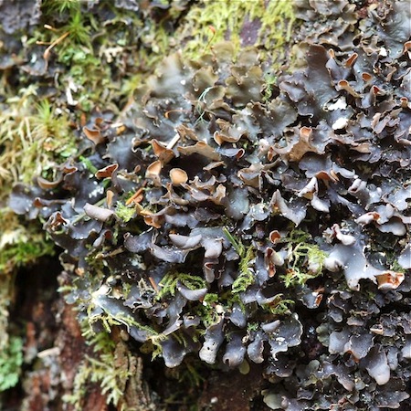 Nephroma bellum
