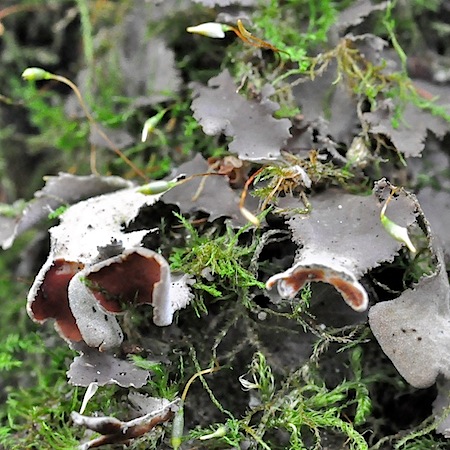 Nephroma resupinatum