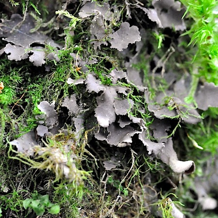 Nephroma resupinatum