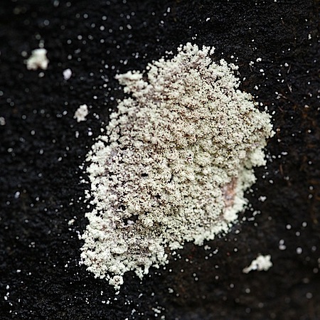 ochrolechia androgyna