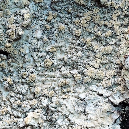 Ochrolechia microstictoides