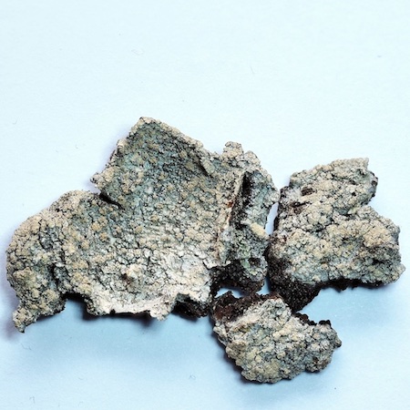 Ochrolechia microstictoides