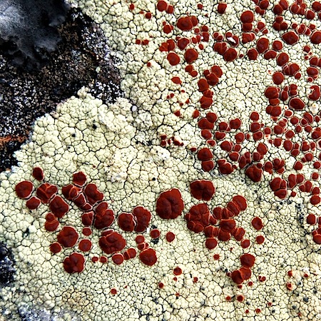 Ophioparma ventosa