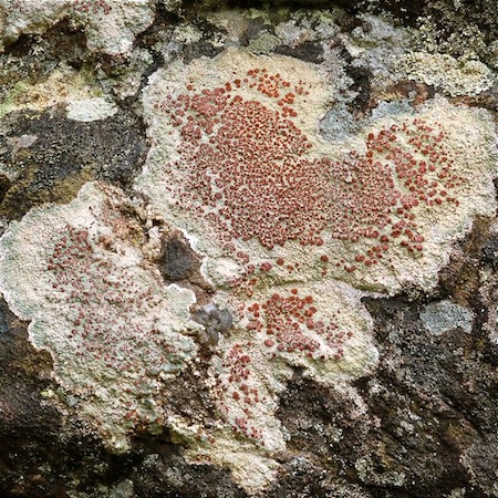 Ophioparma ventosa