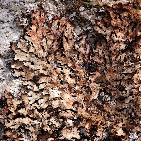 Parmelia omphalodes ssp. pinnatifida)