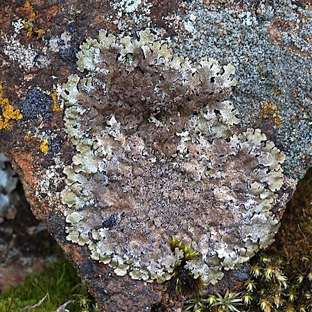 parmelia saxatilis