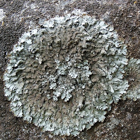parmelia saxatilis