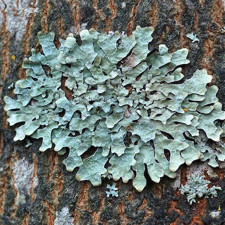 Parmelia sulcata