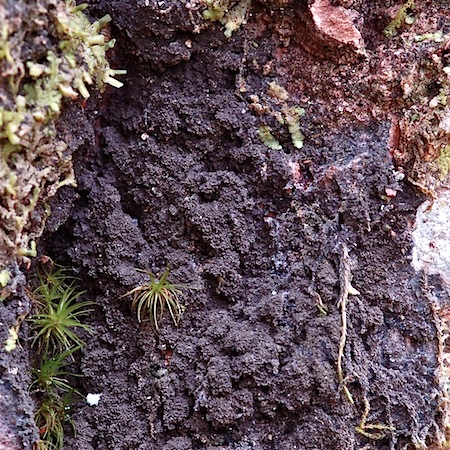 parmeliella triptophylla