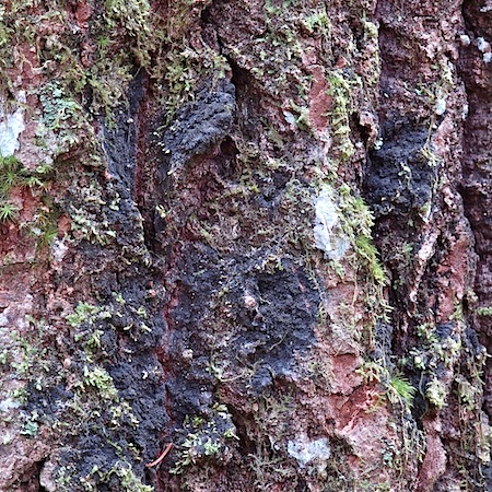 parmeliella triptophylla