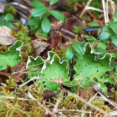 Peltigera aphthosa
