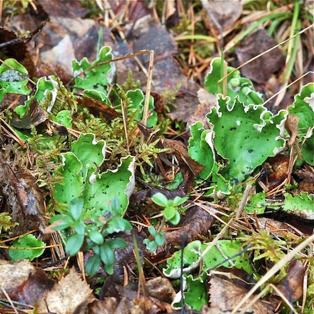Peltigera aphthosa