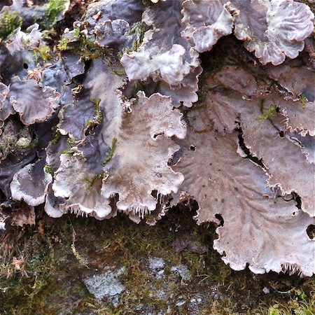 peltigera canina