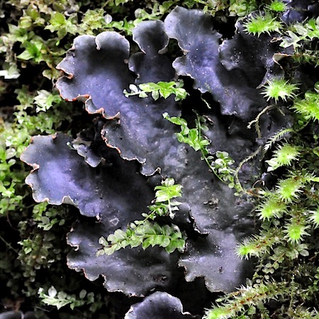 peltigera canina