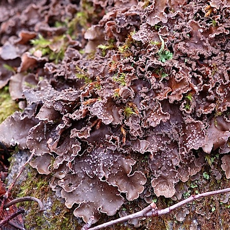 Peltigera collina