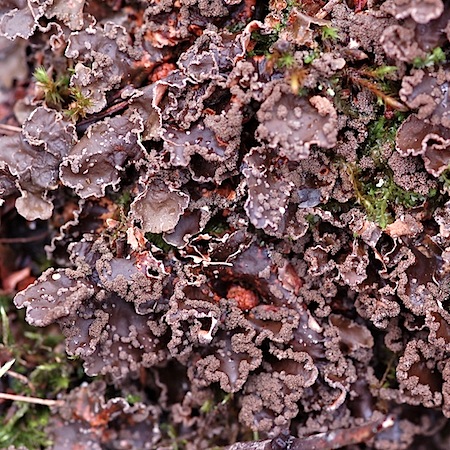 Peltigera collina