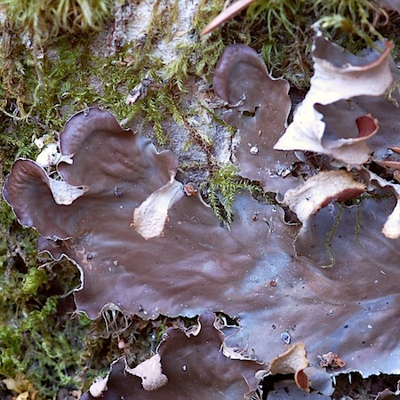 Peltigera degenii