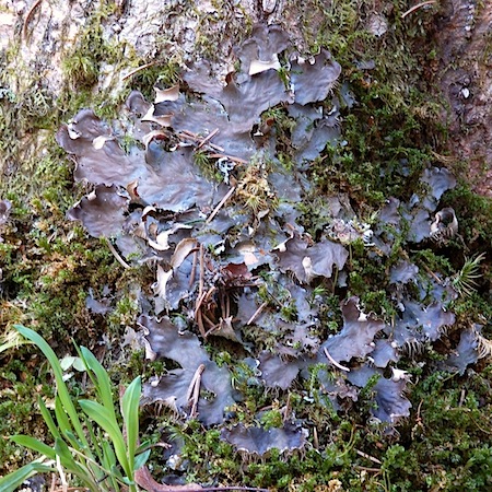 Peltigera degenii