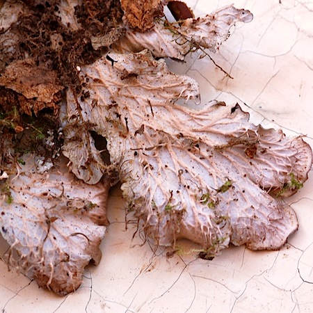 Peltigera degenii