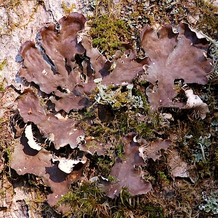 Peltigera degenii