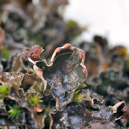 Peltigera didactyla