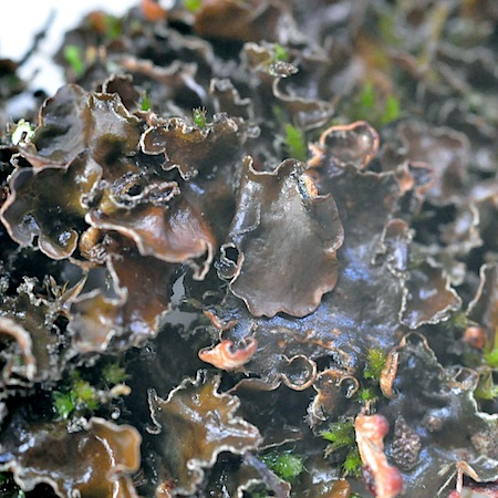 Peltigera didactyla
