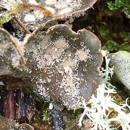 peltigera extenuata