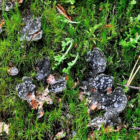 peltigera extenuata