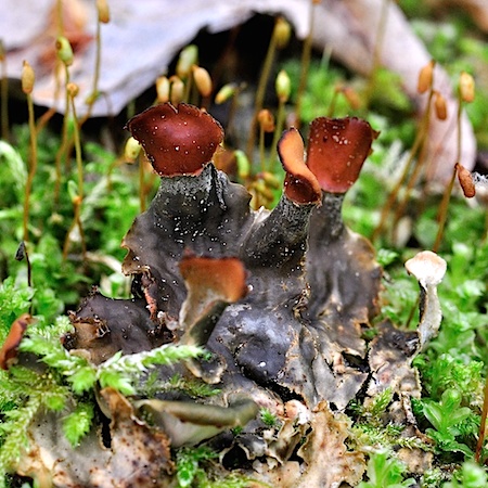 Peltigera horizontalis