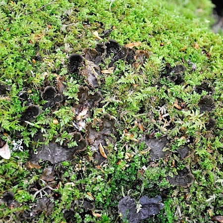 Peltigera horizontalis