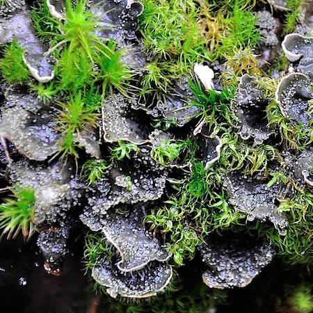 Peltigera lepidophora