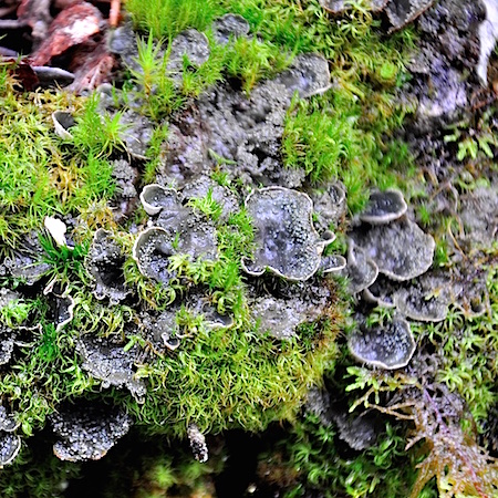 Peltigera lepidophora